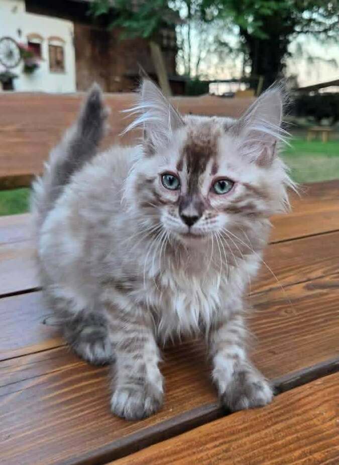Sally&nbsp;