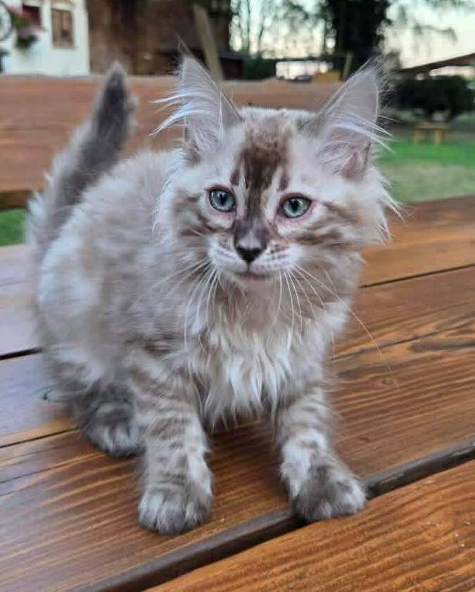 Sally&nbsp;