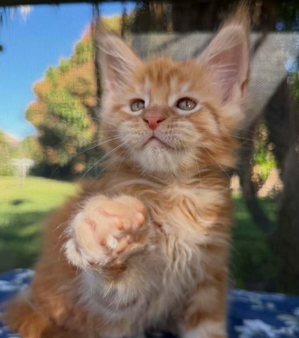 Tim