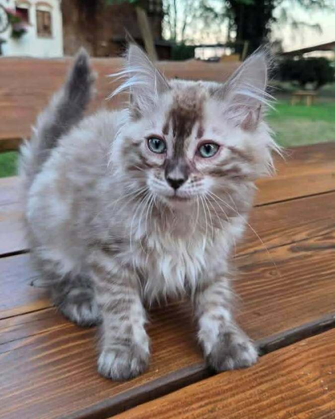 Sally&nbsp;