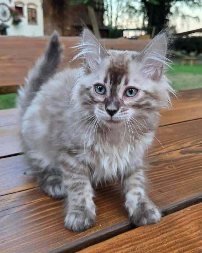Sally&nbsp;