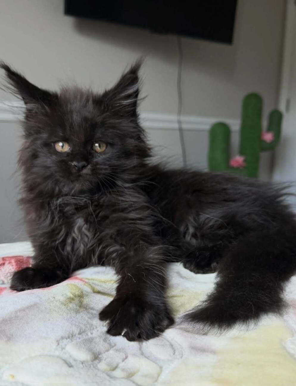 Cavalier King Charles Spaniel