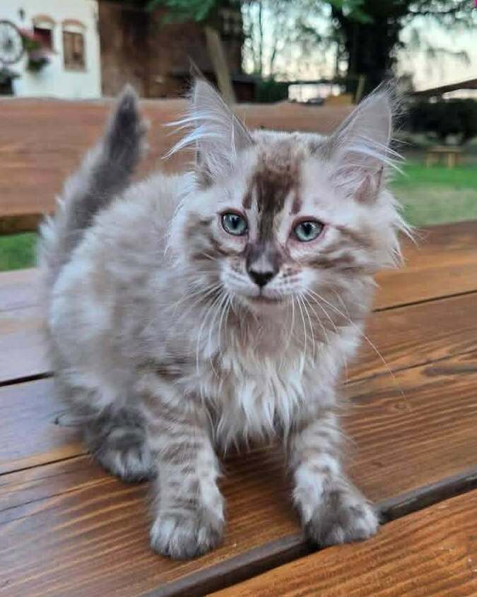 Sally&nbsp;