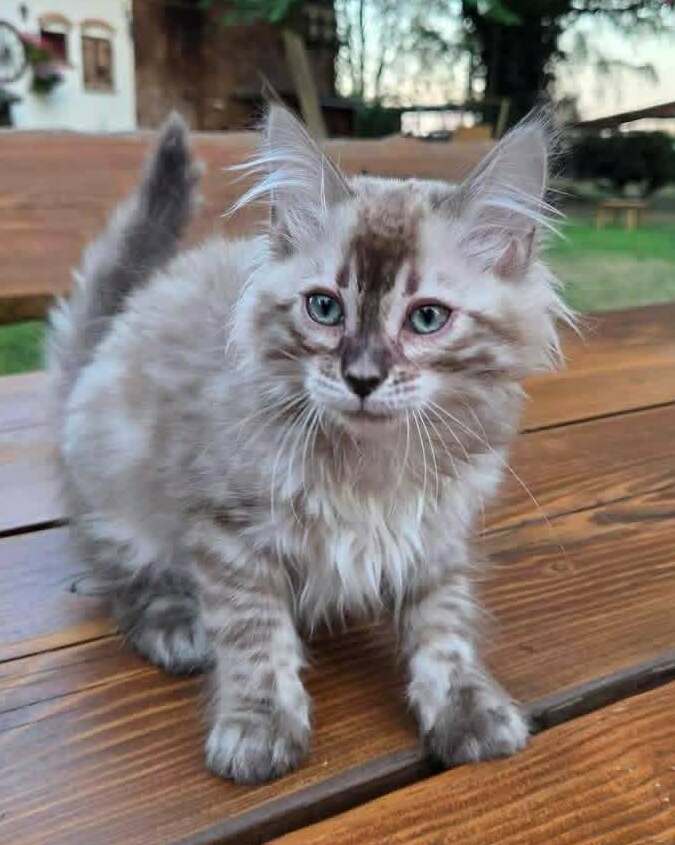 Sally&nbsp;